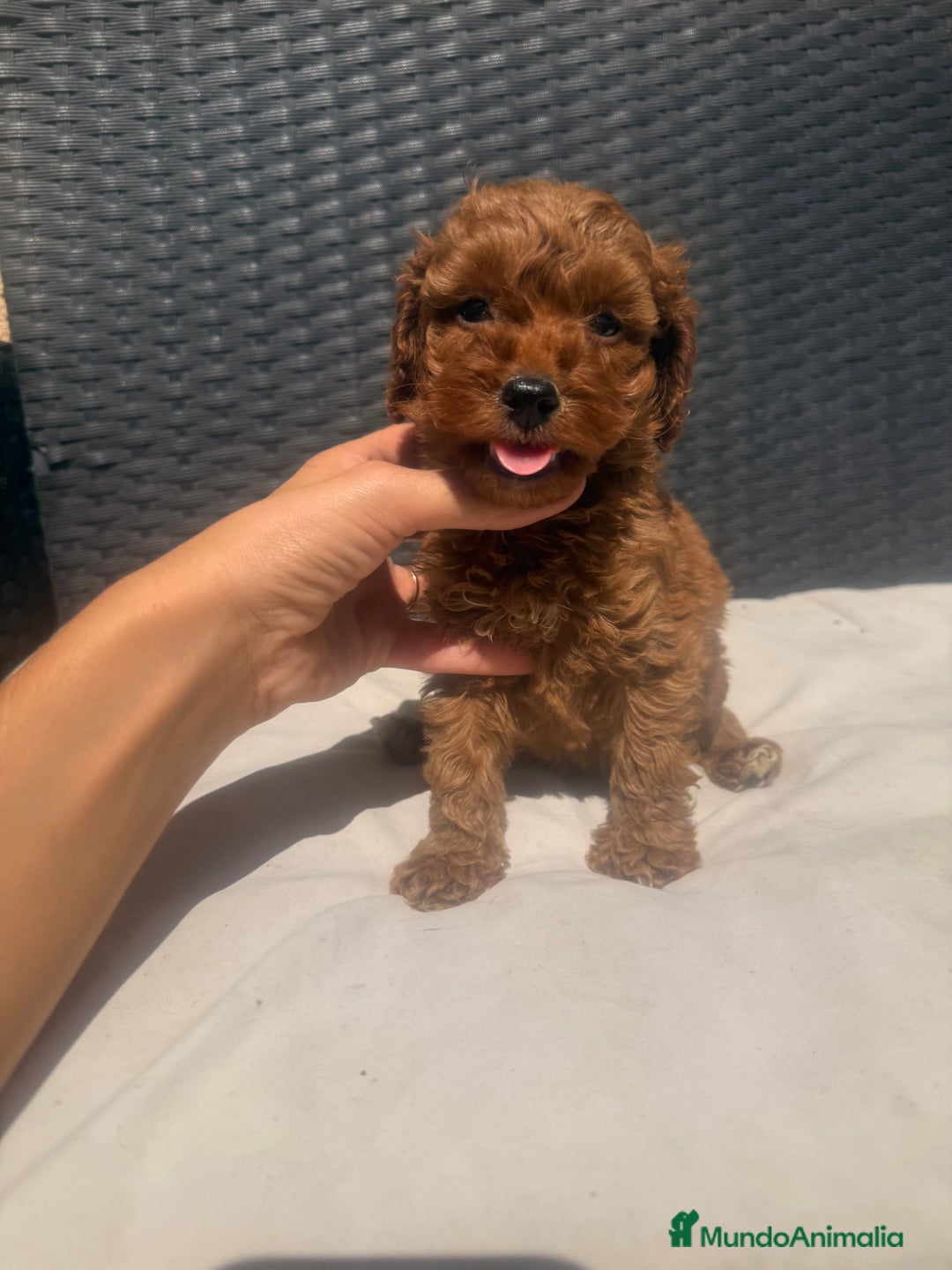 Caniche Toy perros en venta: Caniche toy - Imagen 2