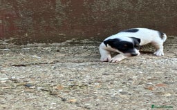 Jack Russell Terrier perros en venta: Nueva camada Jack Russell  - Imagen 11