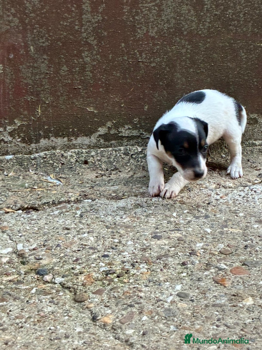 Jack Russell Terrier perros en venta: Nueva camada Jack Russell  - Imagen 11