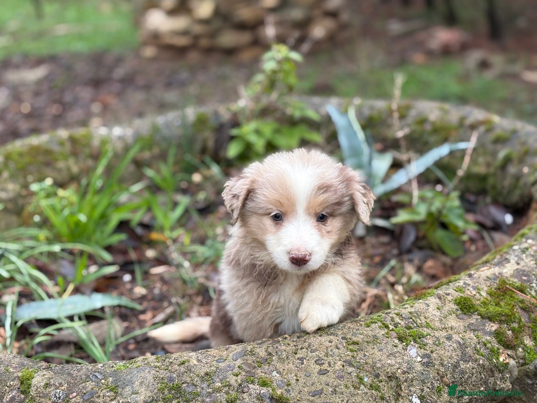 Border Collie perros en venta: 🐾 Border Collie exclusivos 🐾 - Anuncio 6