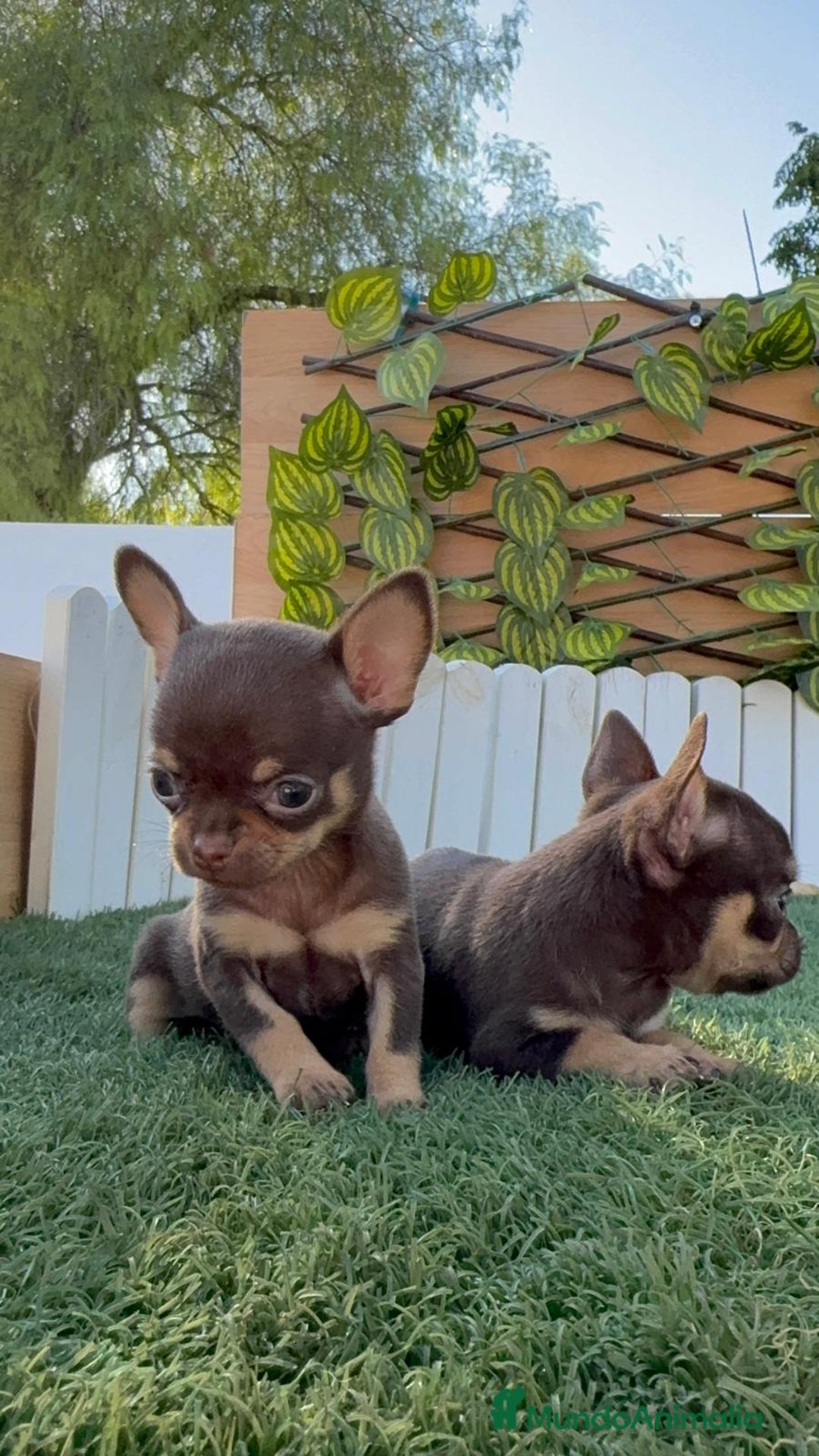 Chihuahua perros en venta: CHIHUAHUA CHOCOLATE & TAN - Imagen 26