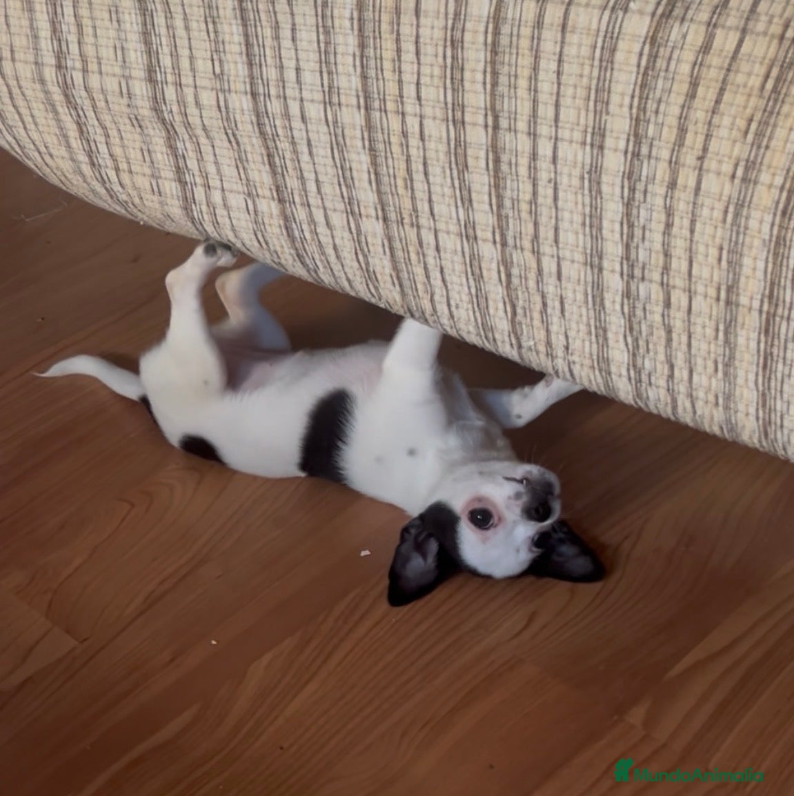 Chihuahua perros Chihuhua hembra - Anuncio 4