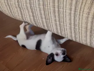 Chihuahua perros Chihuhua hembra - Anuncio 24