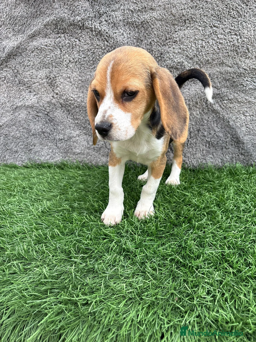 Beagle perros en venta: Precioso macho de Beagle  - Anuncio 5