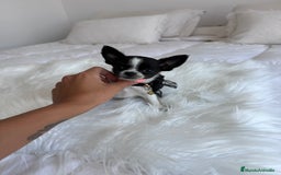 Chihuahua perros en venta: Chihuahua macho - Imagen 2