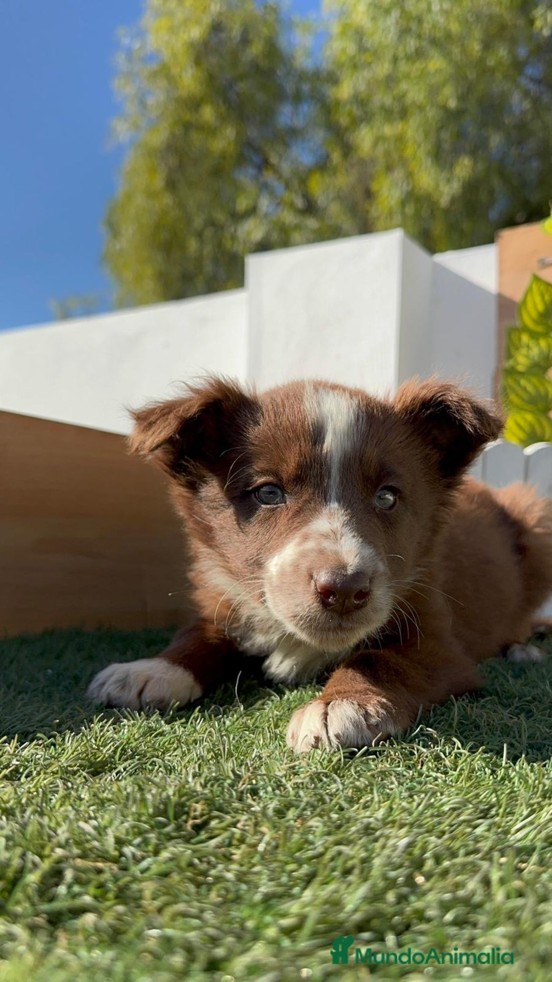 Border Collie perros en venta: BORDER COLLIE MACHO - Anuncio 6