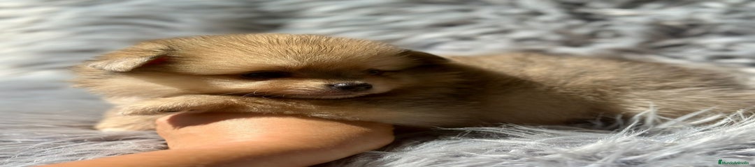 Pomerania Cachorro 2