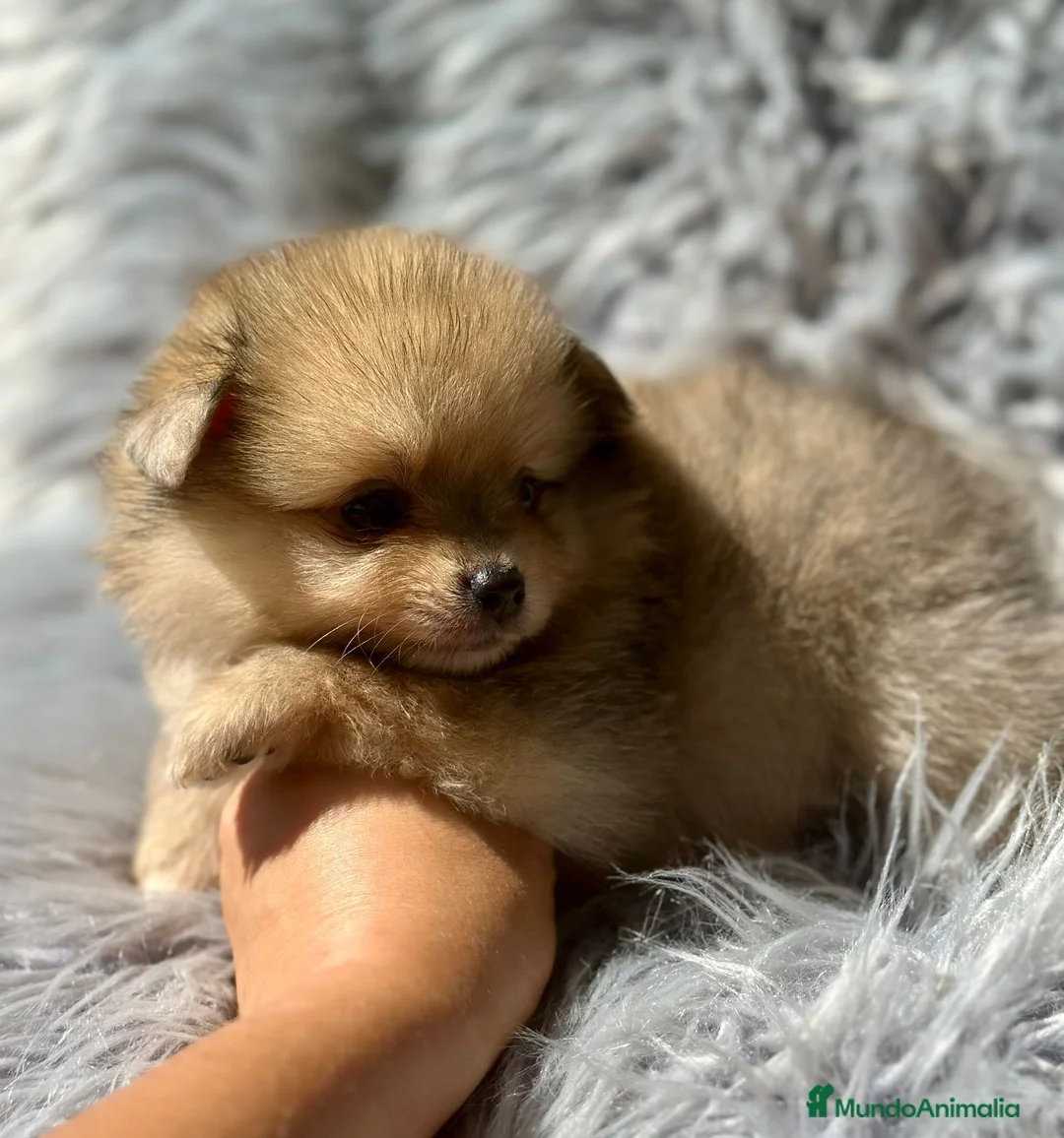 Pomerania perros en venta: Pomerania lulu - Anuncio 3