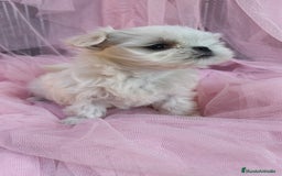 Bichón Maltés perros en venta: Macho y Hembra disponible!! - Imagen 2