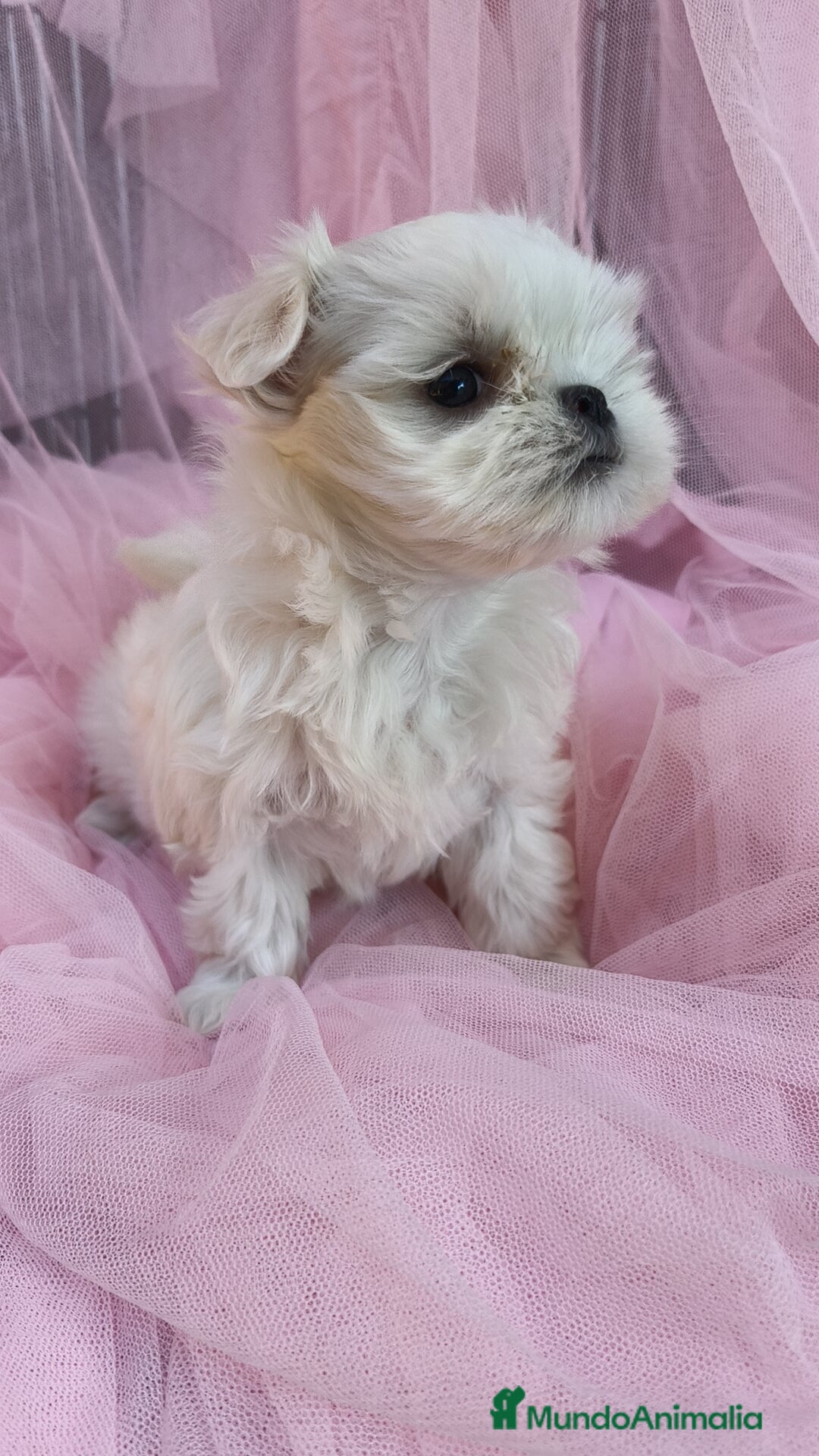 Bichón Maltés perros en venta: Macho y Hembra disponible!! - Imagen 2