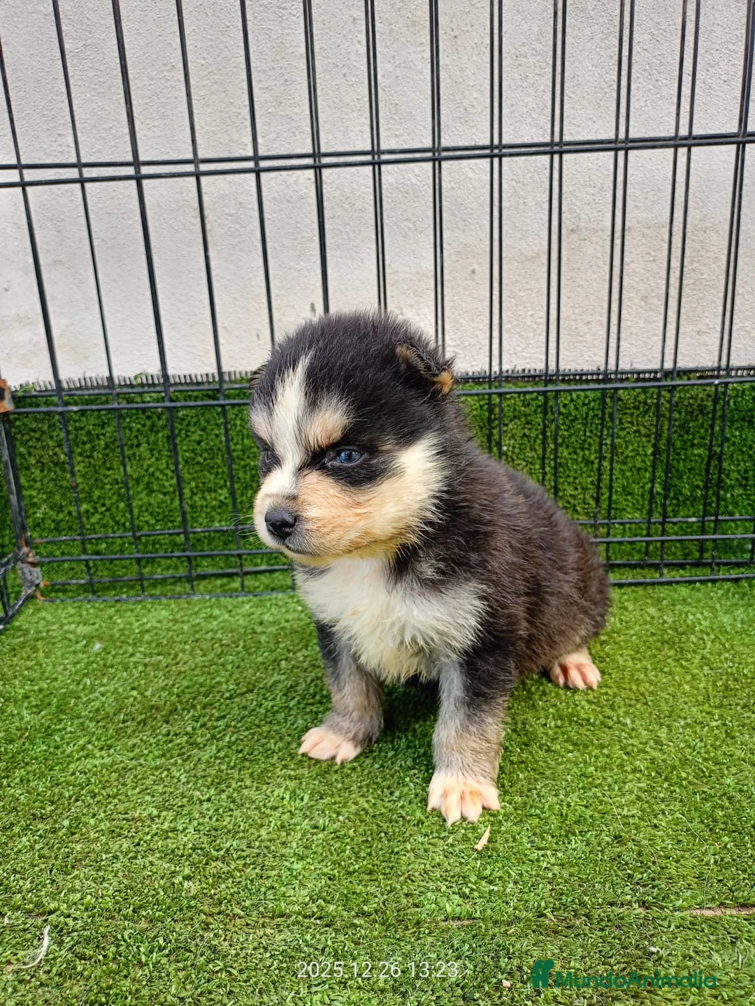 Pomsky perros en venta: POMSKY - Anuncio 1