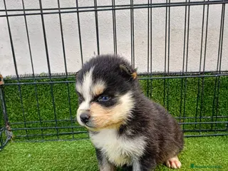 Pomsky perros POMSKY - Anuncio 3