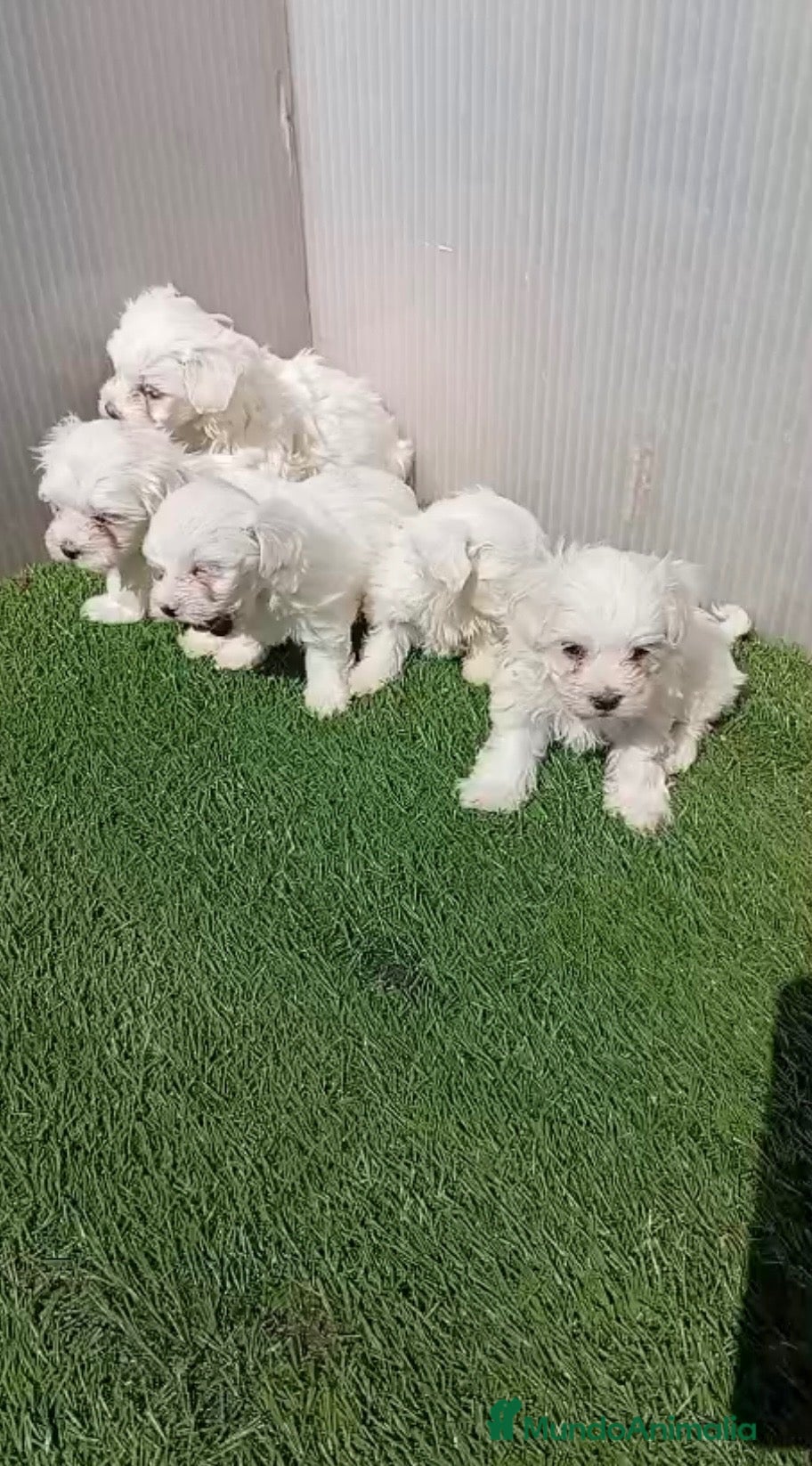 Bichón Maltés perros Bichon maltés 🐾 - Anuncio 2