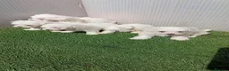 Bichón Maltés perros en venta: Bichon maltés 🐾 - Anuncio 1