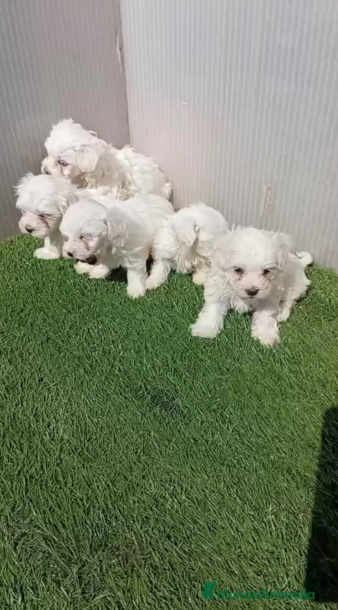 Bichón Maltés perros en venta: Bichon maltés 🐾 - Anuncio 1