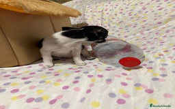 Chihuahua perros en venta: Chihuahua micro toy  - Imagen 5
