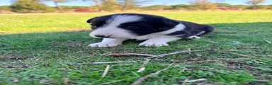 Border Collie 4