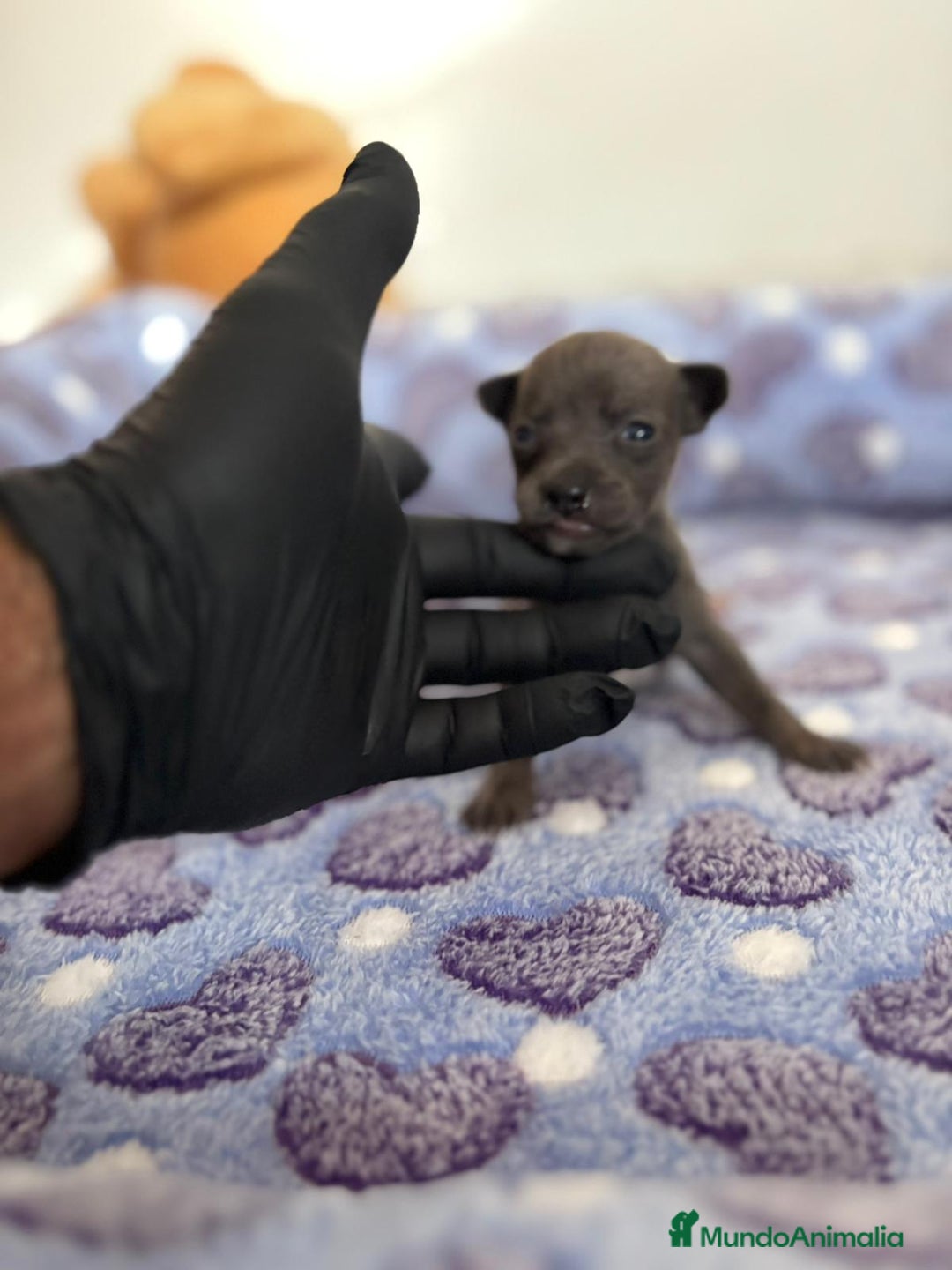 Raza Mixta perros en venta: CHIWHIP - Imagen 19