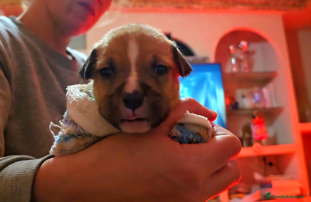 American Staffordshire-Terrier perros en venta: American Staffordshire Terrier  - Anuncio 8