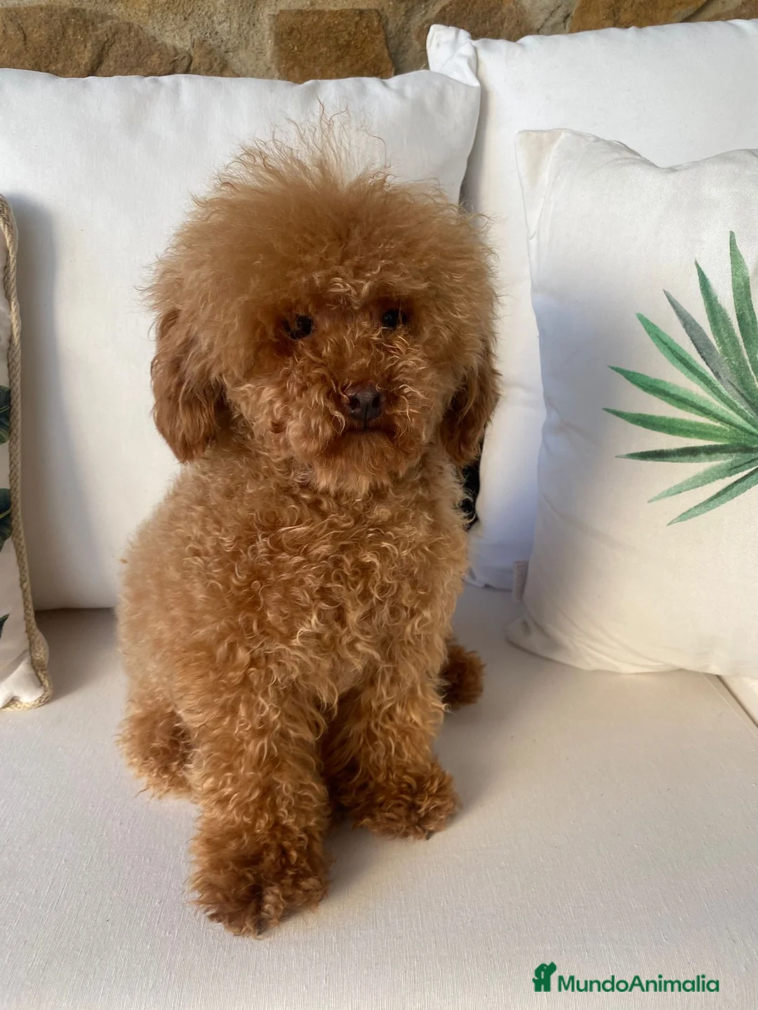 Maltipoo perros en venta: maltipoo del valle caprice - Anuncio 1