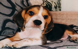 Beagle perros en venta: Beagle  - Imagen 3