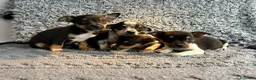 Chihuahua perros en venta: Chihuahua machos  - Anuncio 3