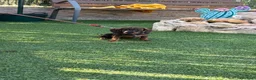 Teckel perros en venta: Cachorro teckel color jabalí  - Anuncio 1