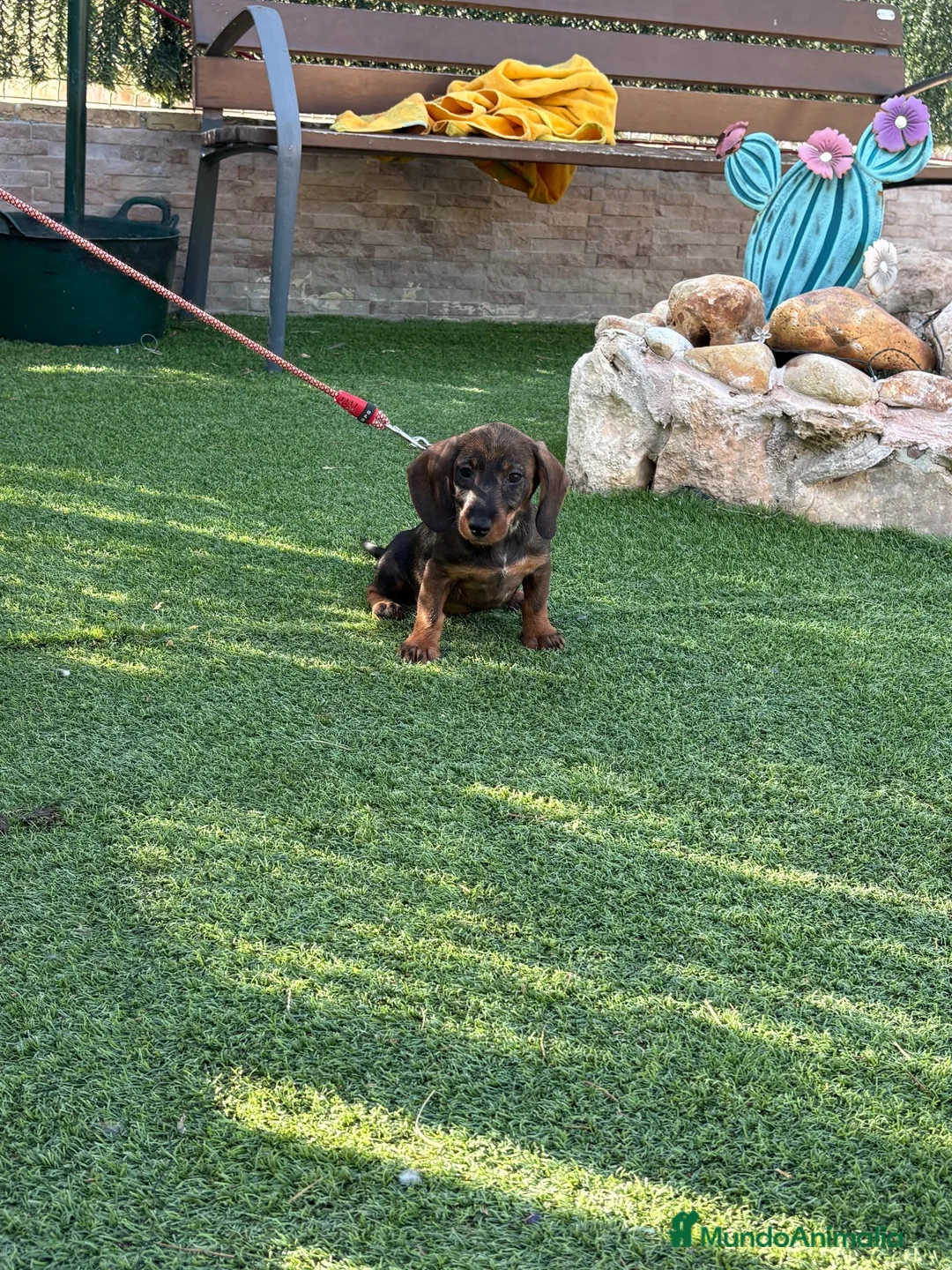 Teckel perros en venta: Cachorro teckel color jabalí  - Anuncio 1