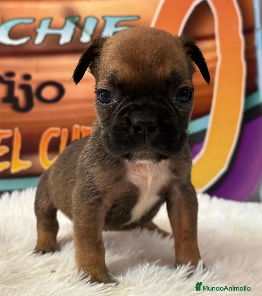 Bulldog Francés perros en venta: cachorro de bulldog frances en Madrid - Anuncio 7