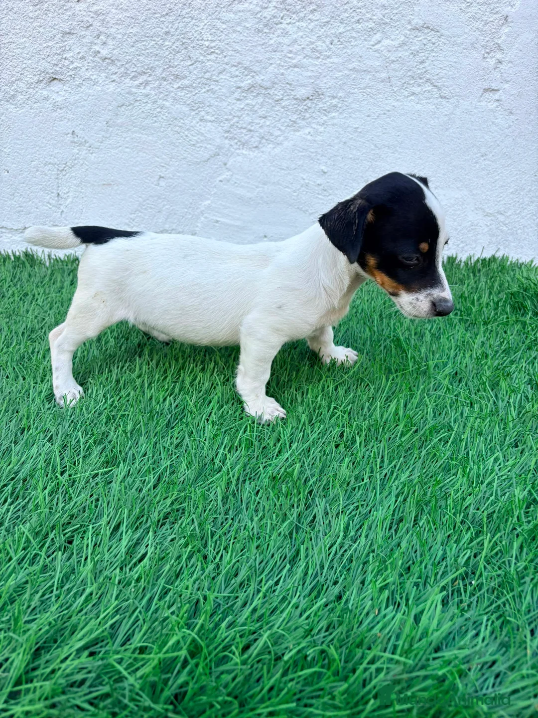 Jack Russell Terrier perros en venta: Jack Russell terrier - Anuncio 2