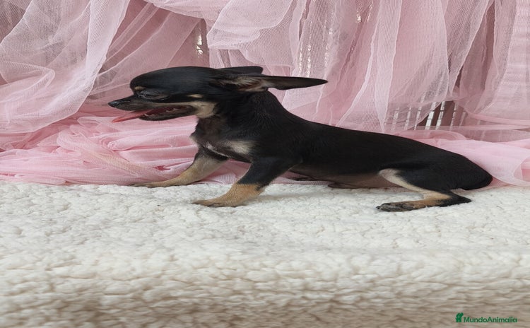 Chihuahua perros - Anuncio 2