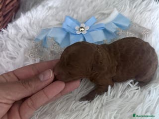 Caniche Toy perros Caniche rojo - Anuncio 33