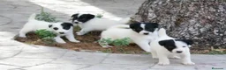 Fox Terrier de Pelo Liso perros en venta: Cachorros machos Fox Terrier pelo liso - Anuncio 3