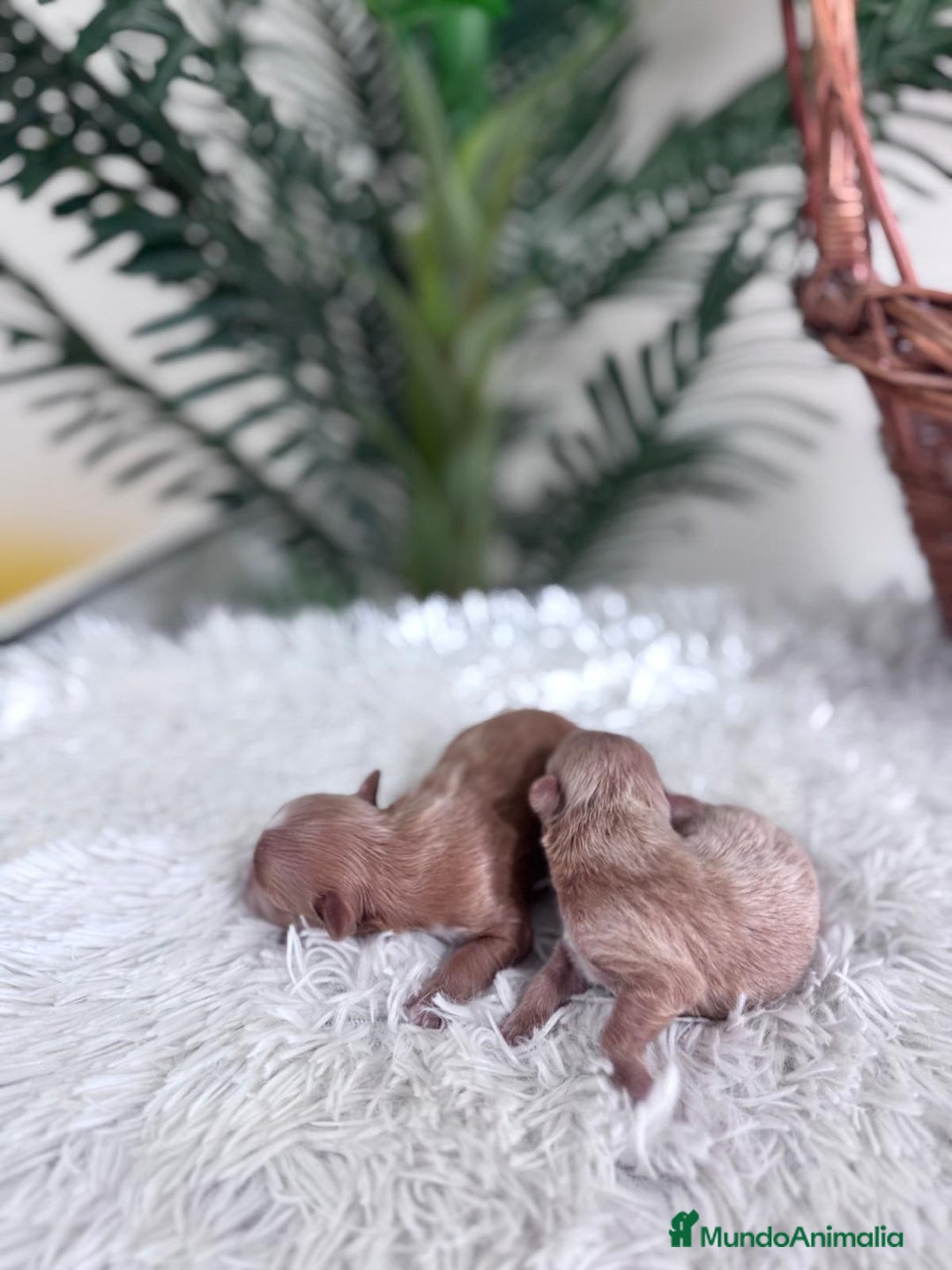 Maltipoo perros en venta: MALTIPOO MACHO - Imagen 7