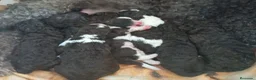Perro de Agua Español perros en venta: PDA MARISMEÑOS - Anuncio 8