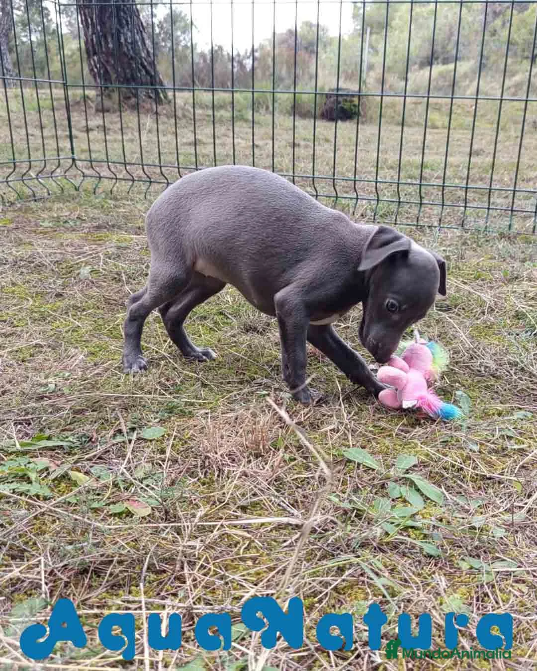 Pequeño Lebrel Italiano perros en venta: Lebrel Italiano Hembra 2 de AB y Omega AQUANATURA - Anuncio 5