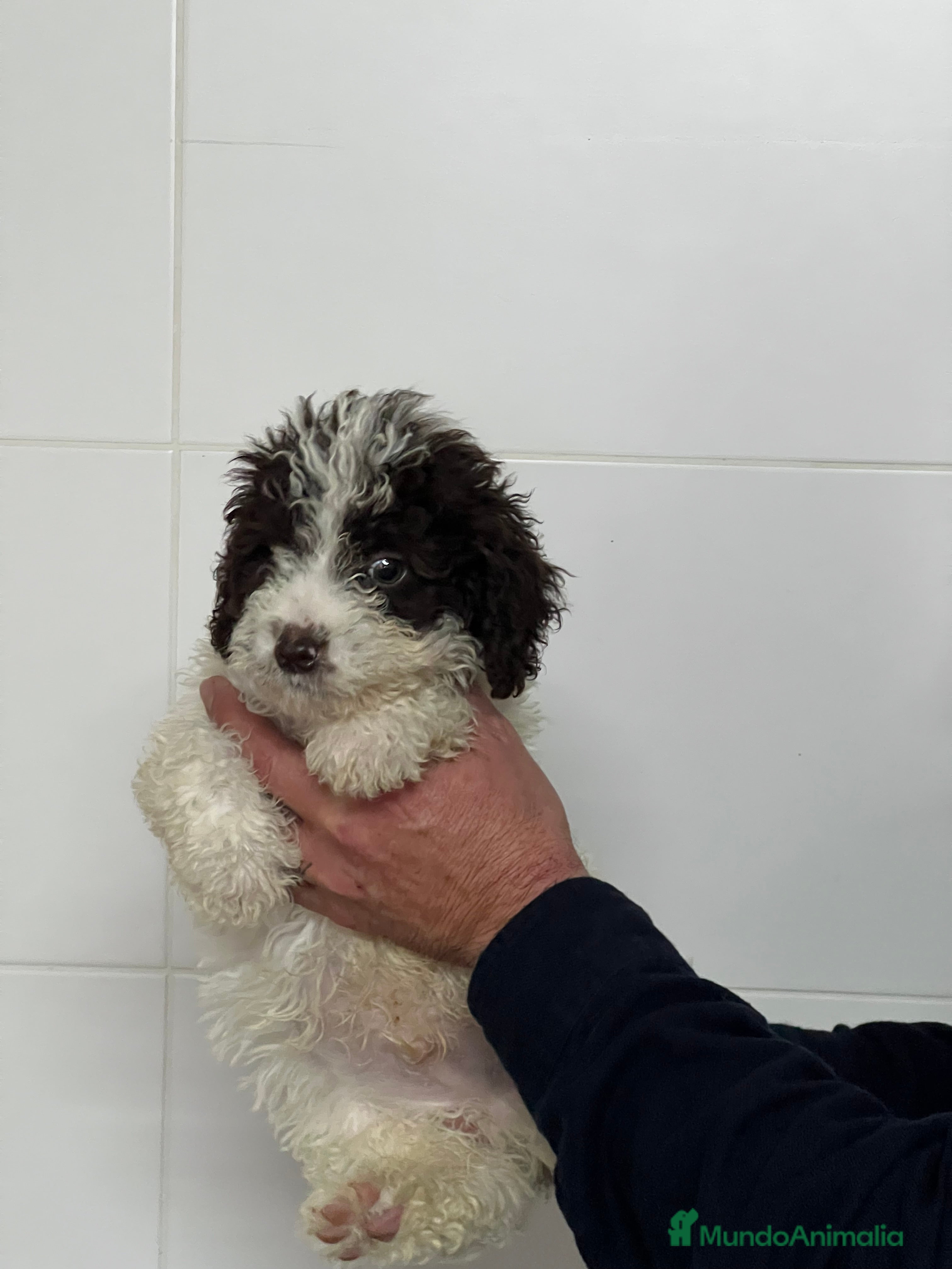 Perro de Agua Español perros Cachorros de perro de aguas @ - Anuncio 2