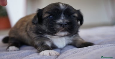 Maltipoo perros - Anuncio 2