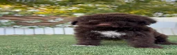 Perro de Agua Español perros en venta: PERRO DE AGUA ESPAÑOL - Anuncio 6