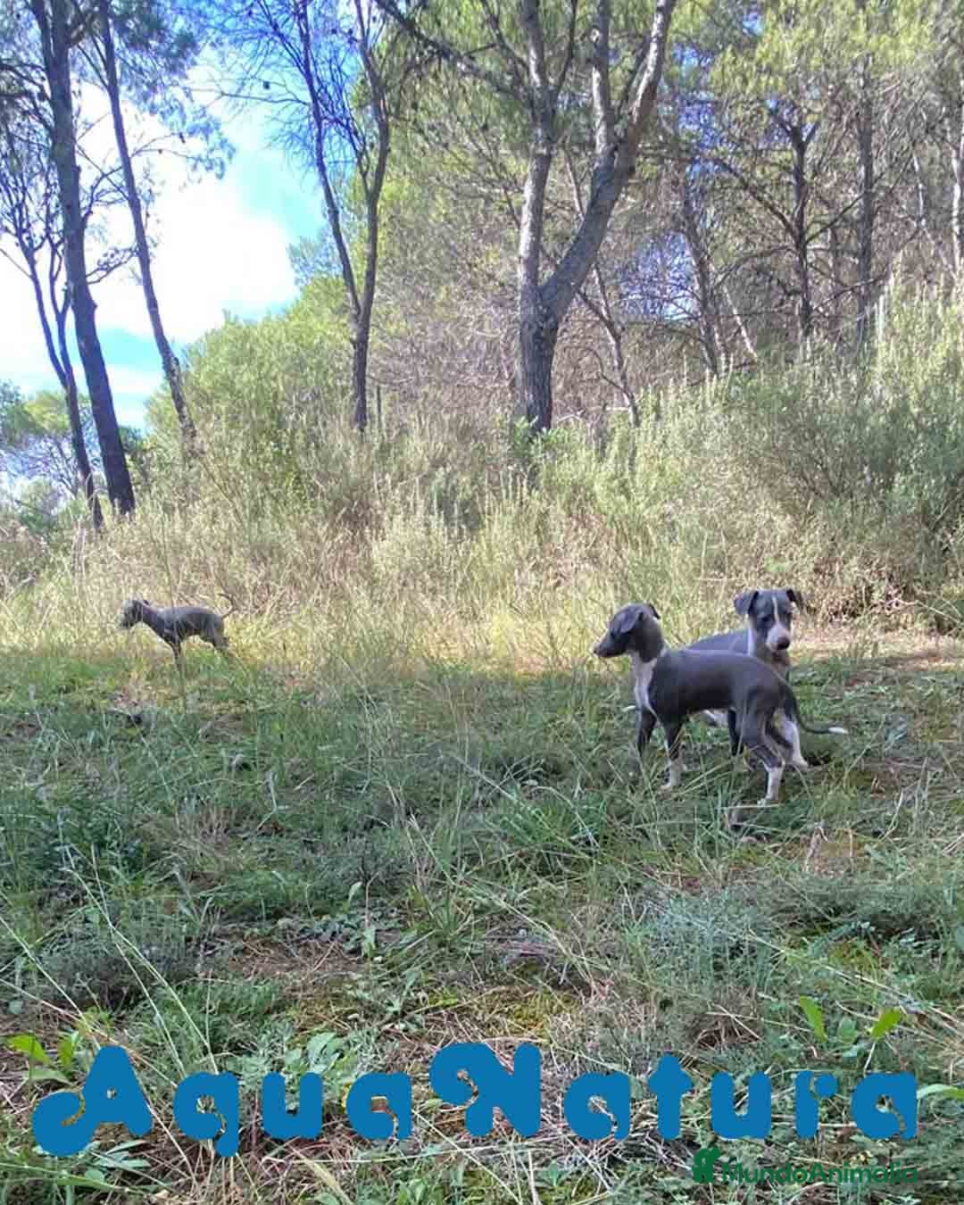 Pequeño Lebrel Italiano perros en venta: Lebrel Italiano Hembra 2 de BN AQUANATURA - Anuncio 7