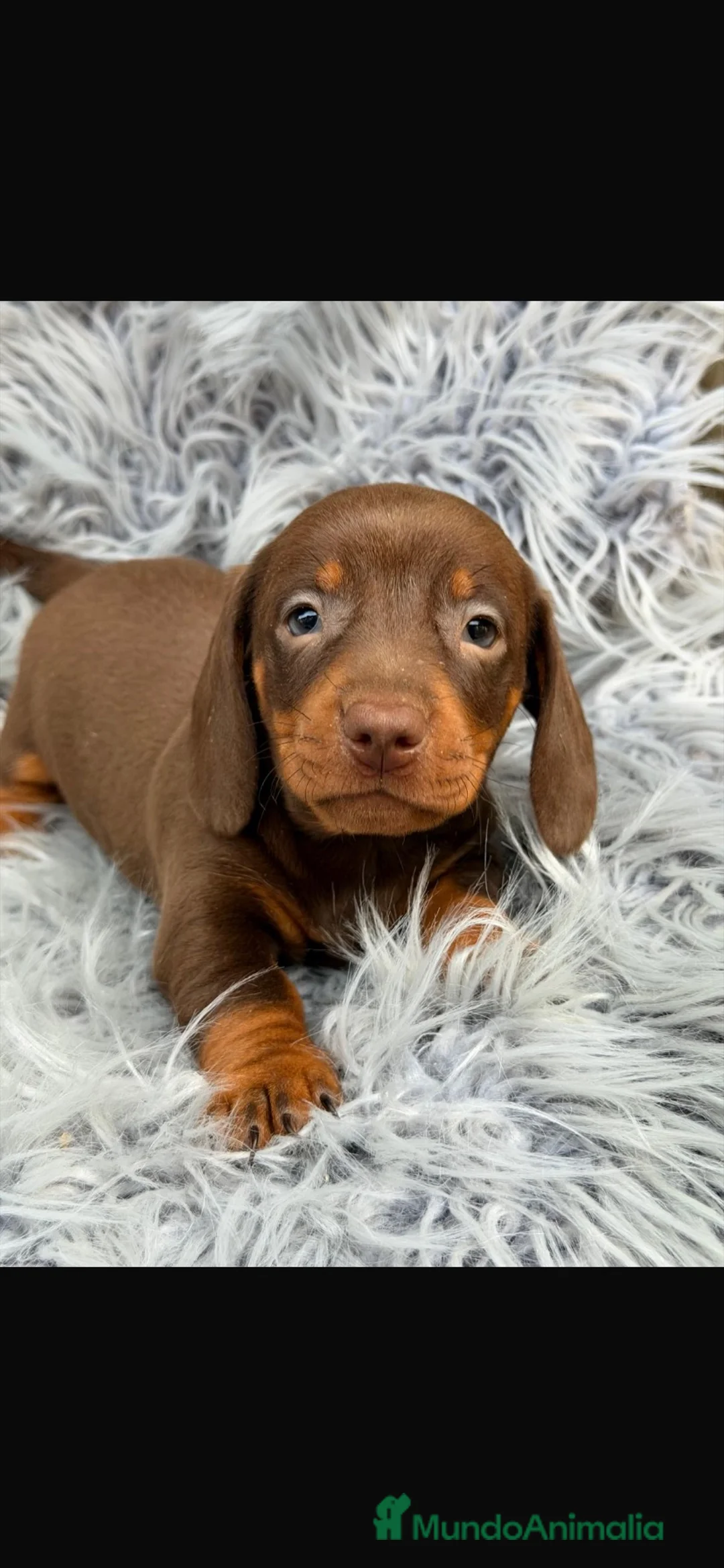 Teckel Miniatura perros en venta: Camada teckel , diferentes colores - Anuncio 2