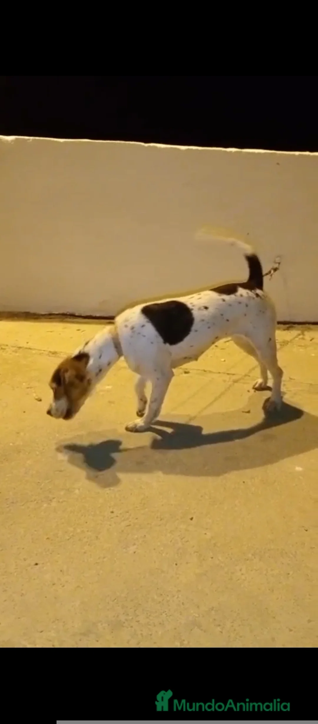 Beagle perros en venta: Beagle  - Anuncio 3