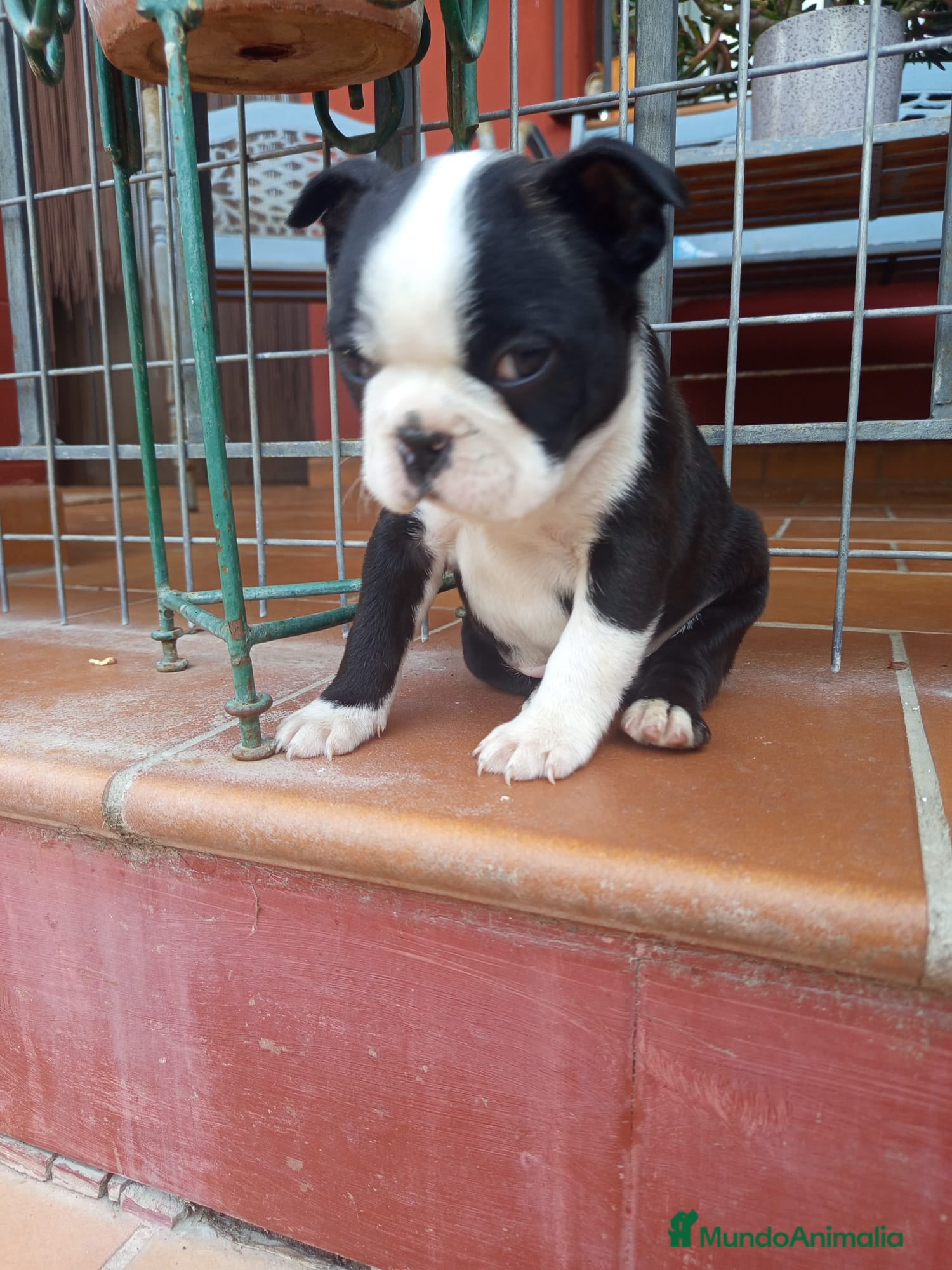 Boston Terrier perros Boston terrier en Murcia - Anuncio 2