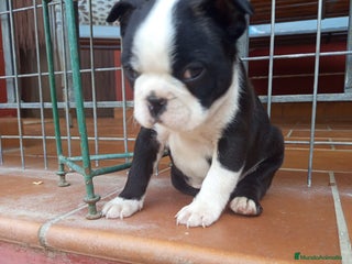 Boston Terrier perros en Murcia - Anuncio 34