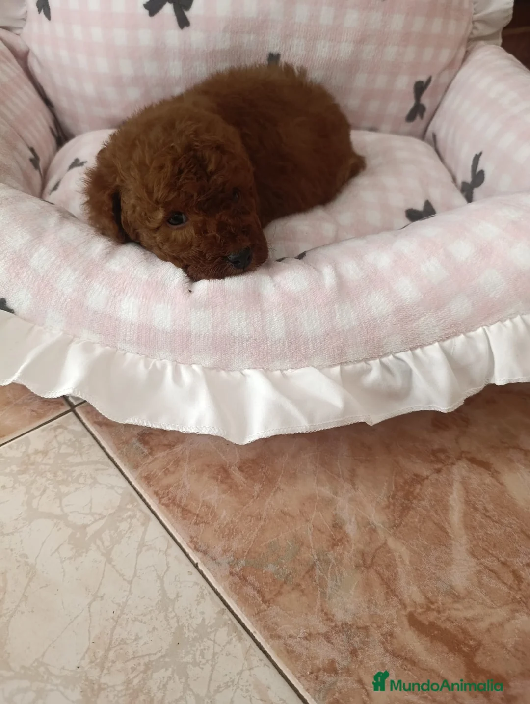 Caniche Toy perros en venta: CANICHE MACHO ROJO EXCLUSIVO  - Anuncio 6