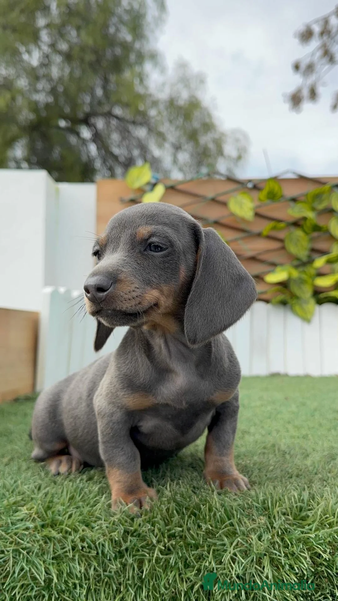 Teckel Miniatura perros en venta: TECKEL MINIATURA HEMBRA - Anuncio 9