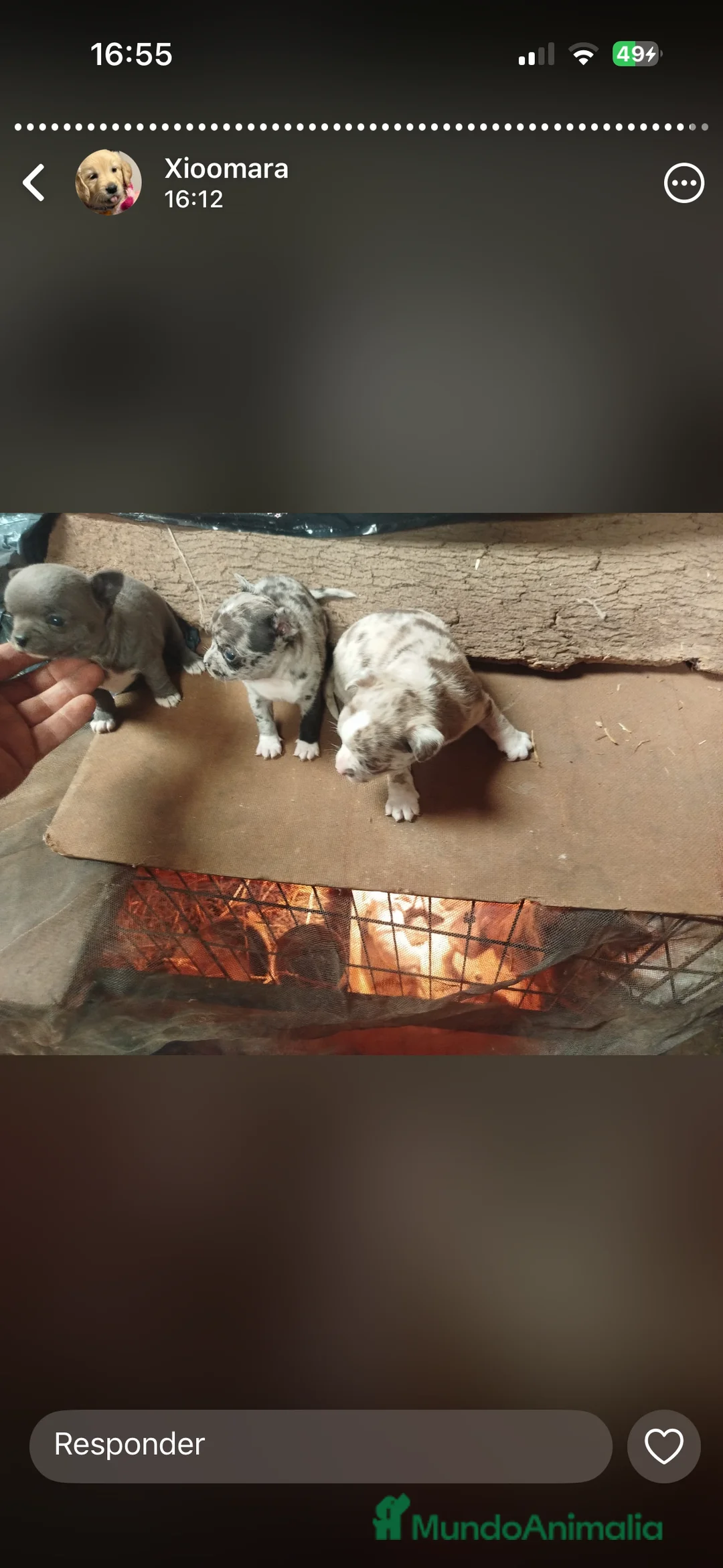 Chihuahua perros en venta: Chihuahuas exóticos merle en Sevilla - Anuncio 4
