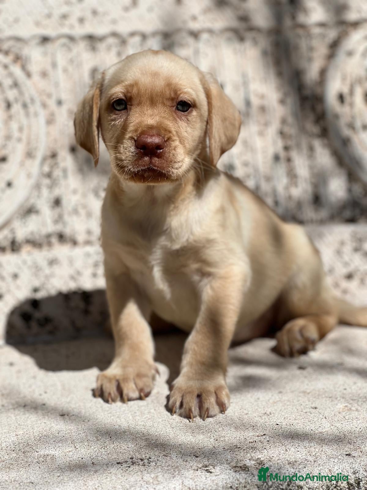 Labrador Retriever perros LABRADOR AMARILLO RED NOSE DISPONIBLES en Barcelona - Anuncio 34