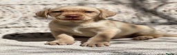Labrador Retriever perros en venta: LABRADOR AMARILLO RED NOSE DISPONIBLES en Barcelona - Anuncio 1