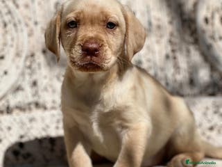 Labrador Retriever perros LABRADOR AMARILLO RED NOSE DISPONIBLES en Barcelona - Anuncio 21